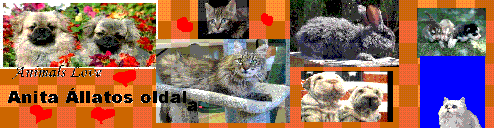 Animals Love
